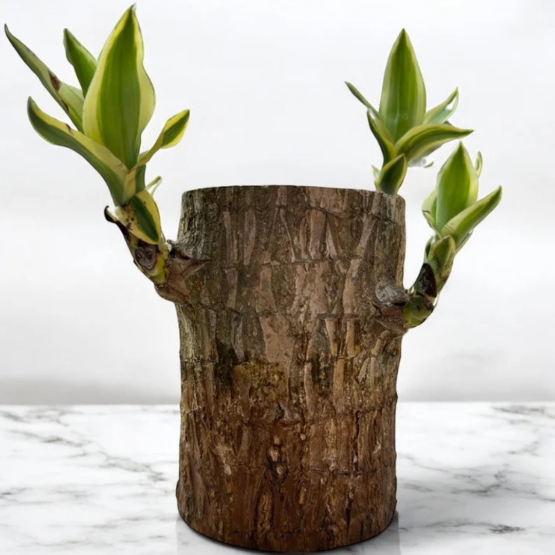 Brazilian Wood Plant - Jumbo
