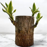 Brazilian Wood Plant - Jumbo