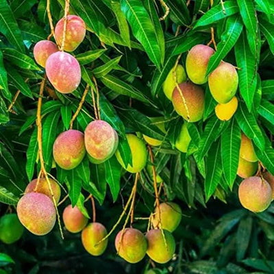 Gulabkhas Mango Grafted Tree