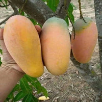 Bari 11 Mango Grafted Tree
