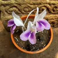 Kaempferia Ginger Bulbs