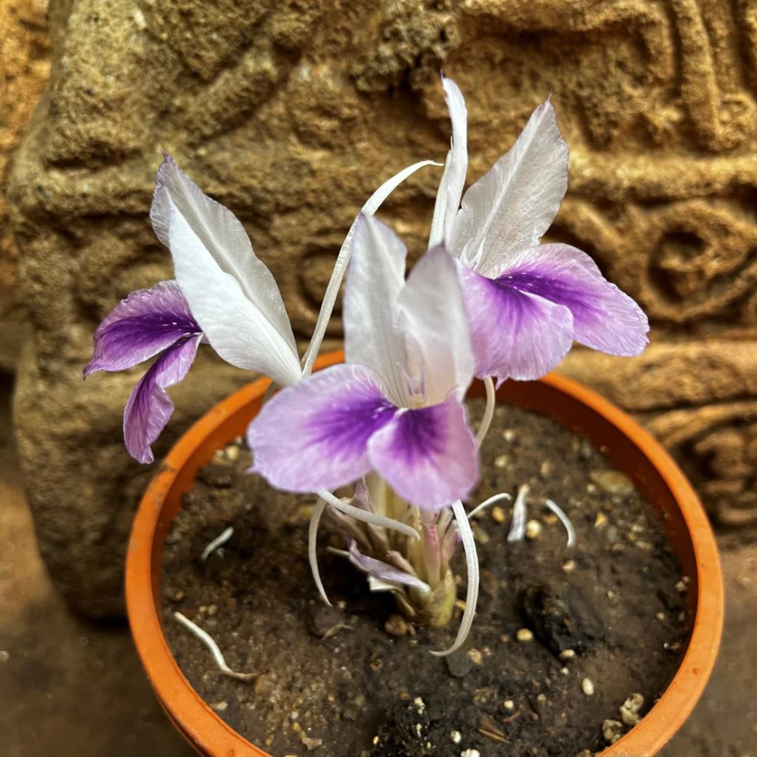 Kaempferia Ginger Bulbs