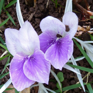 Kaempferia Ginger Bulbs