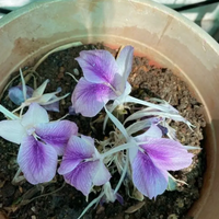 Kaempferia Ginger Bulbs