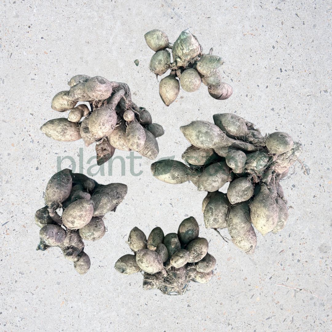 Kaempferia Ginger Bulbs