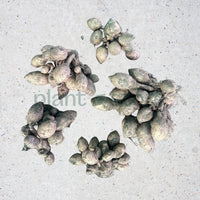 Kaempferia Ginger Bulbs