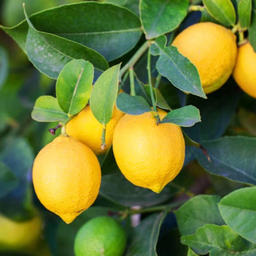 All Time (Baramasi)  Kagzi Lemon (Nimbu) Grafted Tree