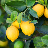 All Time (Baramasi)  Kagzi Lemon (Nimbu) Grafted Tree
