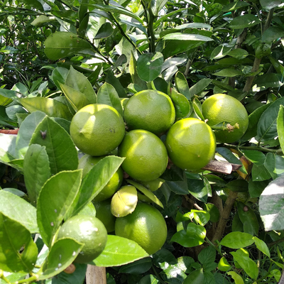 All Time Kagzi Lemon Grafted Tree