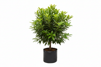 kalapati chiku plant in poly bag. 2 ft height. 1600x1600 pixels 