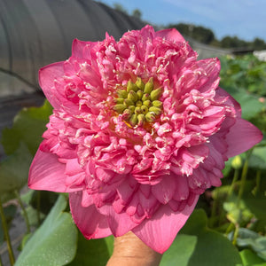 Kaveri Lotus Tuber