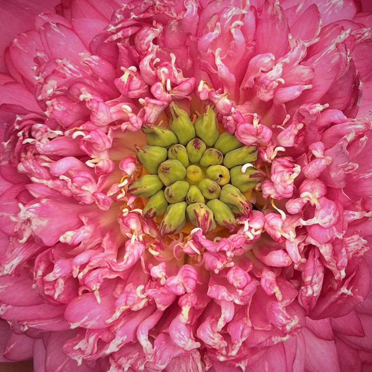 Kaveri Lotus Tuber