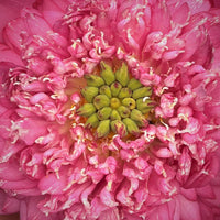 Kaveri Lotus Tuber