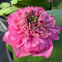 Kaveri Lotus Tuber