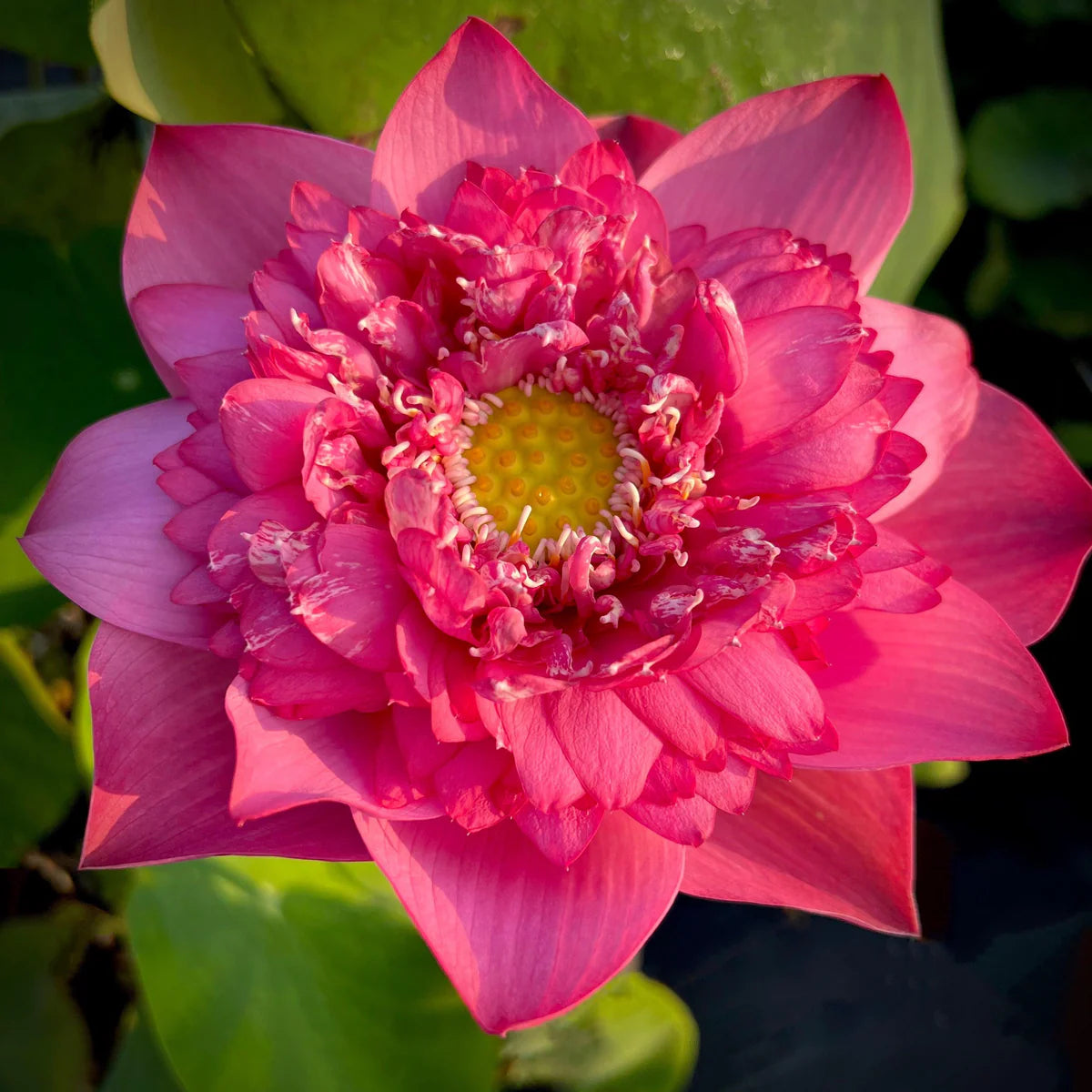Kaveri Lotus Tuber