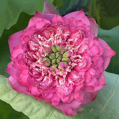 Kaveri Lotus Tuber
