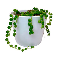 String of Pearls