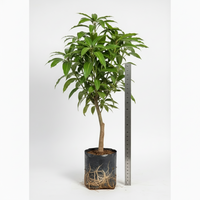 king of Chakapat mango grafted tree. In poly bag. 2 ft height. showcasing height