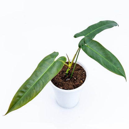 Philodendron Atabapoense