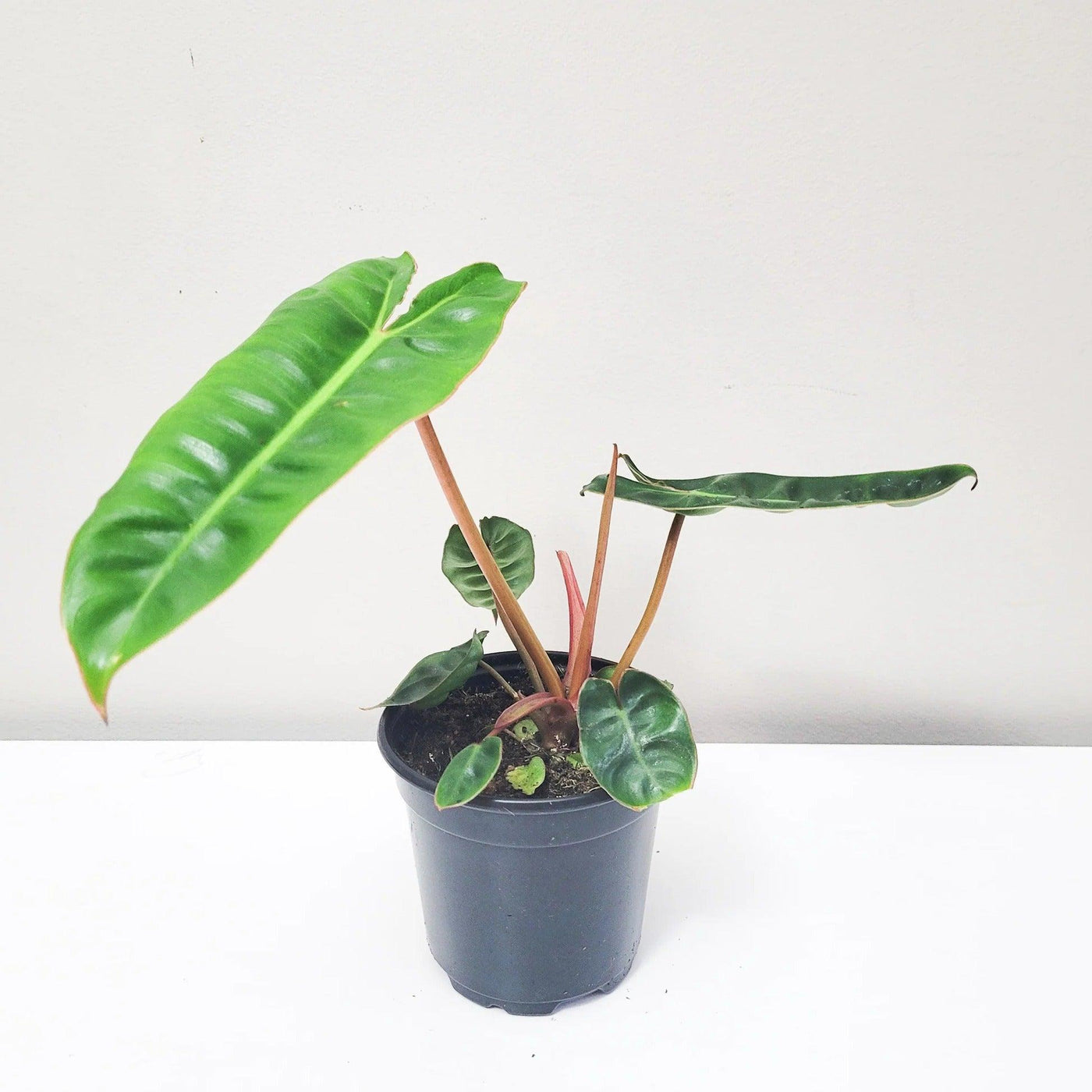 philodendron Billietiae - plant store® 