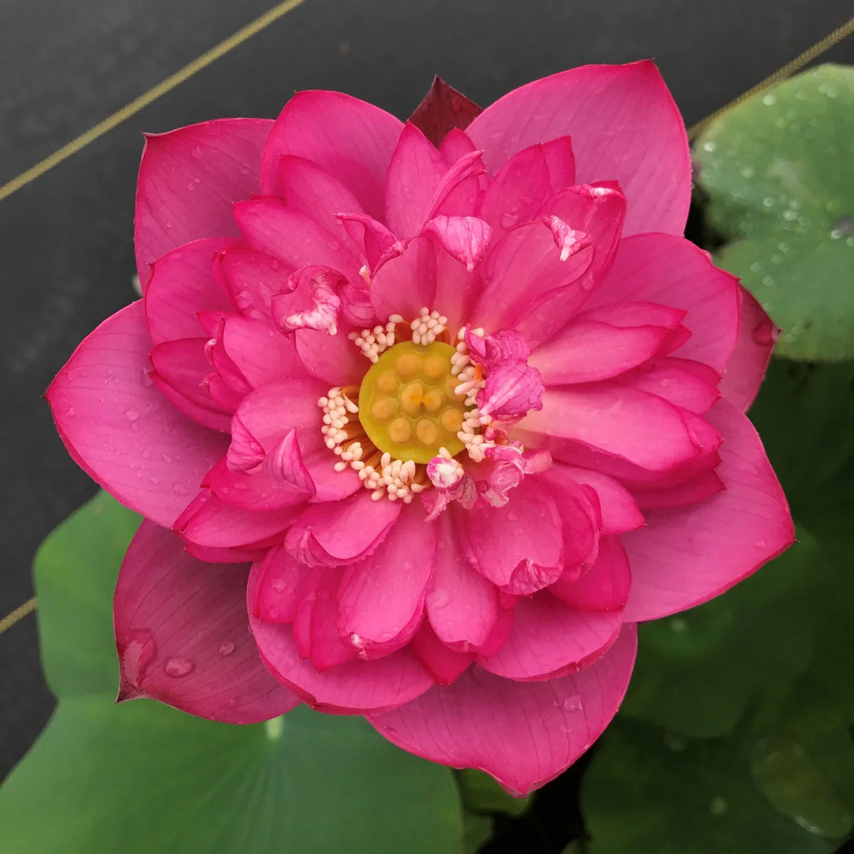 Lady Bingley Lotus Tuber - World Famous Bloomer
