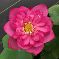 Lady Bingley Lotus Tuber - World Famous Bloomer