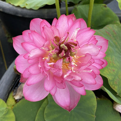 Lady Bingley Lotus Tuber - World Famous Bloomer