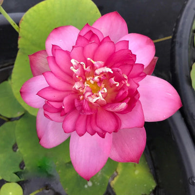 Lady Bingley Lotus Tuber - World Famous Bloomer