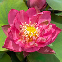 Mini Jihe Lotus Tuber