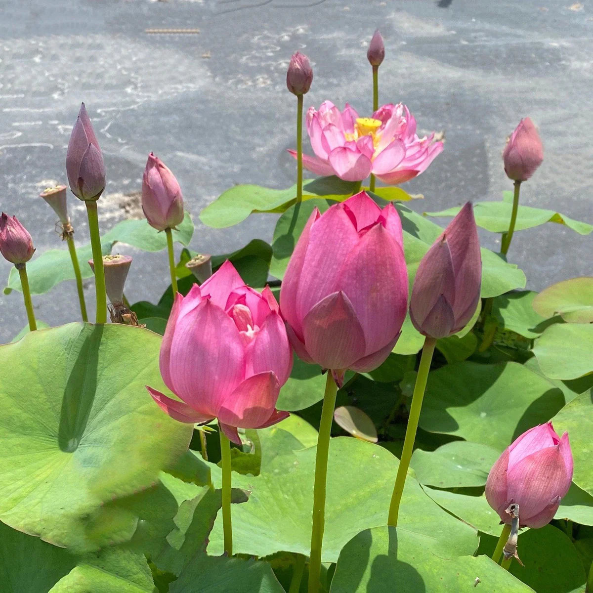 Mini Jihe Lotus Tuber