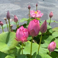 Mini Jihe Lotus Tuber