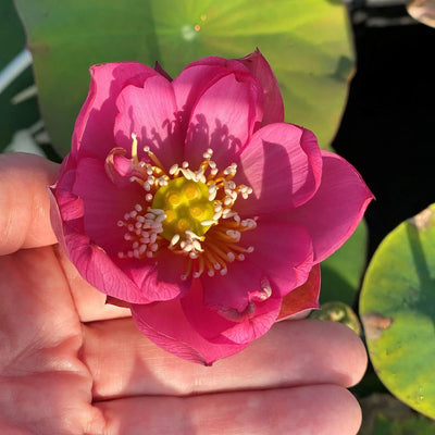 Mini Jihe Lotus Tuber