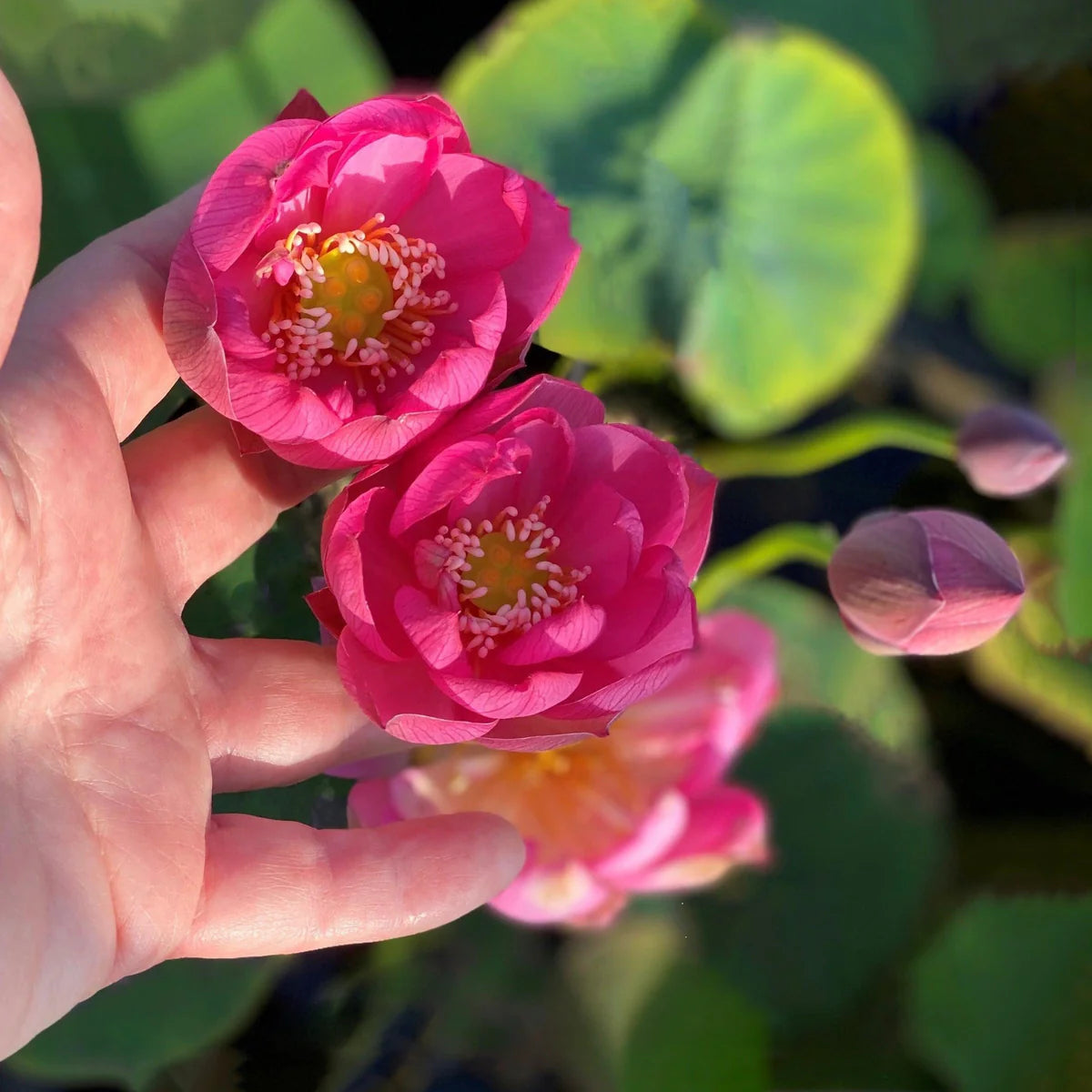 Mini Jihe Lotus Tuber
