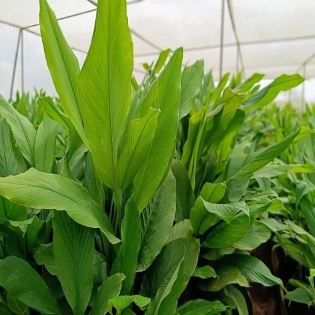 Lakadong Turmeric Bulbs