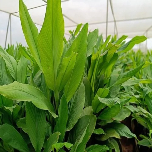 Lakadong Turmeric Bulbs