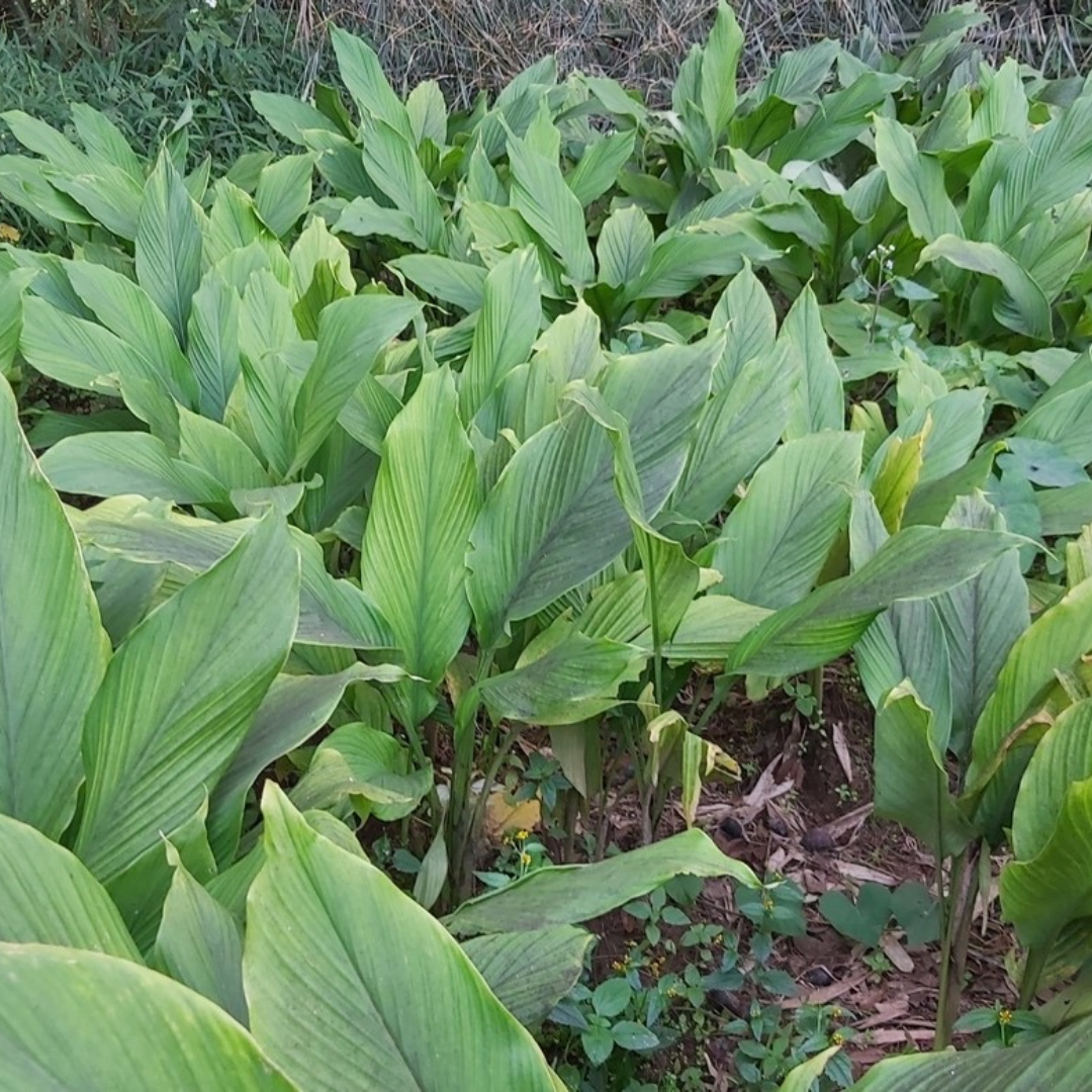 Lakadong Turmeric Bulbs