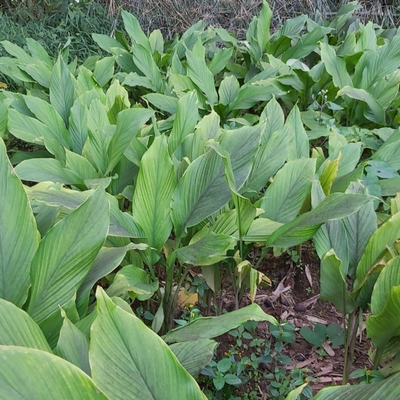 Lakadong Turmeric Bulbs