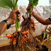 Lakadong Turmeric Bulbs