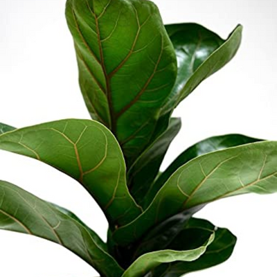 Ficus Lyrata ‘Bambino’