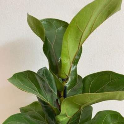 Ficus Lyrata ‘Bambino’