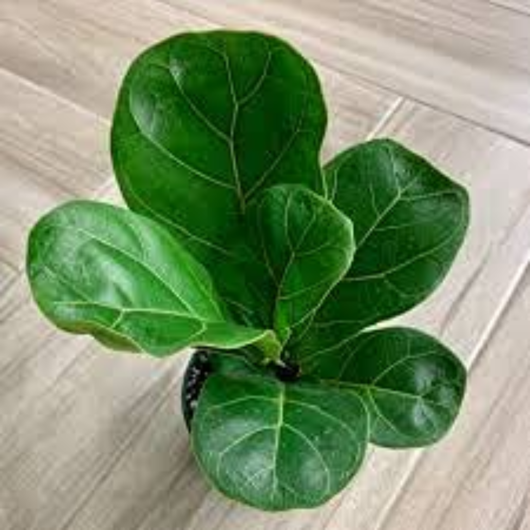 Ficus Lyrata ‘Bambino’
