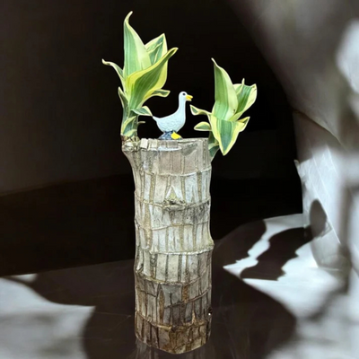 Brazilian Wood Plant - Indian(Bloomed)