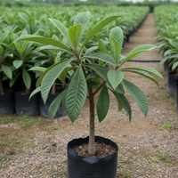 Loquat Grafted Tree