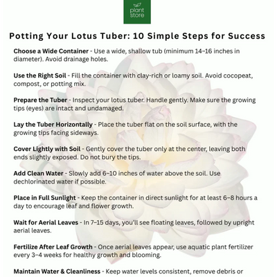 Camelia Love Lotus Tuber