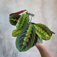 Maranta Leuconuera Red or Prayer Plant - plant store® 