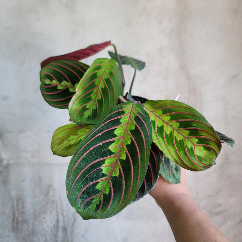 Maranta Leuconuera Red or Prayer Plant - plant store® 