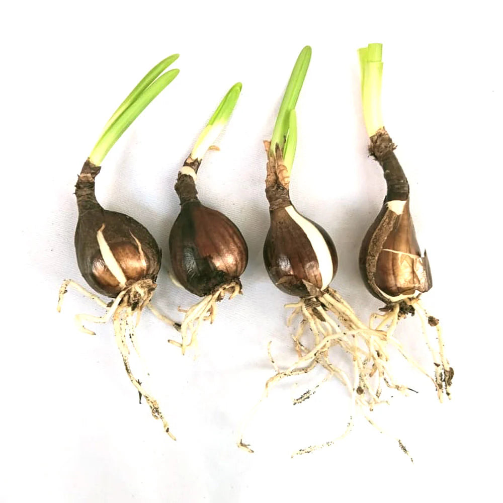 Lycoris Lily Bulb - Yellow