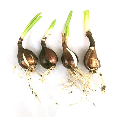 Lycoris Lily Bulb - Yellow