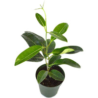 Madagascar Jasmine Plant