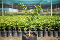 Malta grafted tree in poly bag. with 2-3 branches. height 2 ft. without fruit
